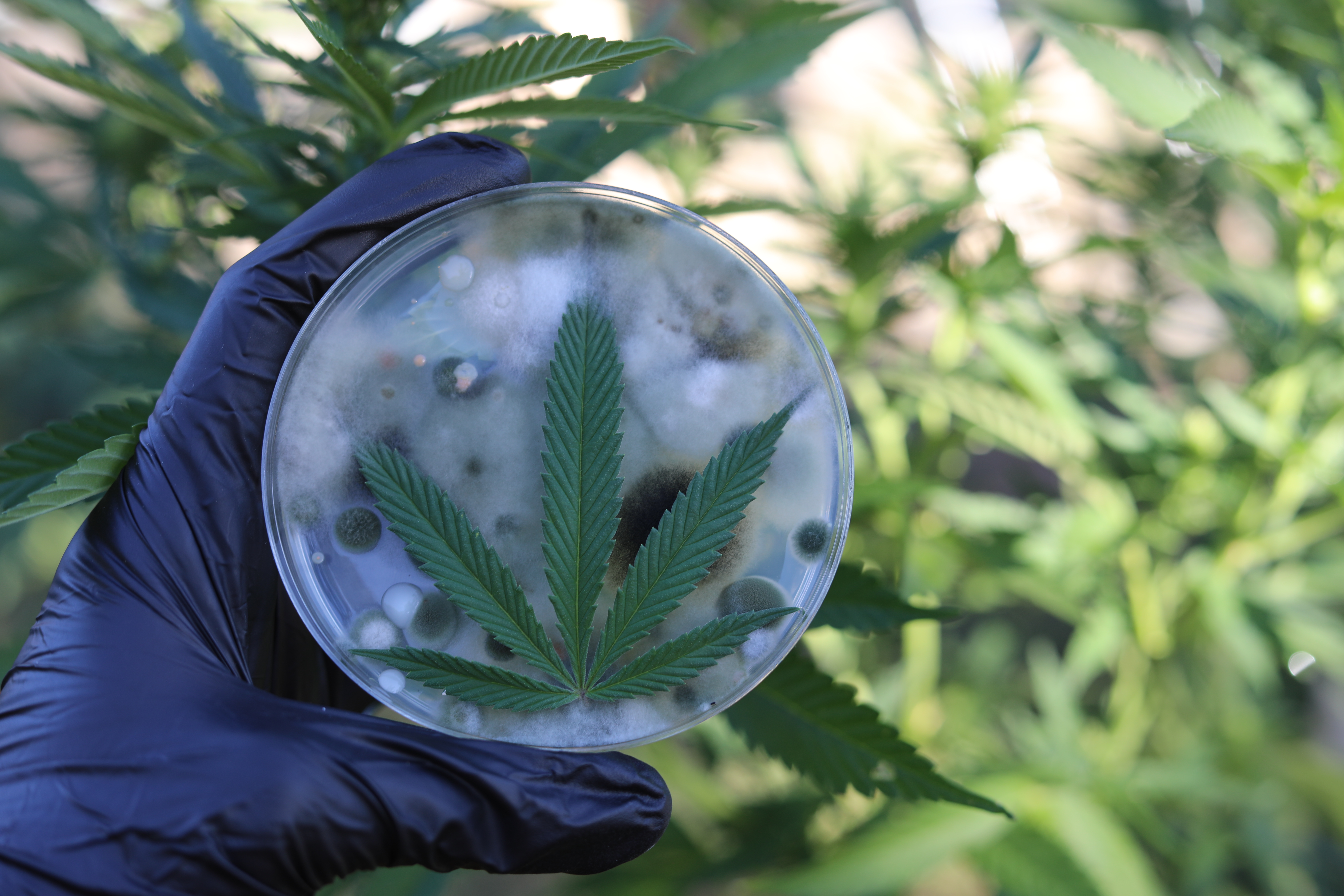 Cannabis leaf on a culture plate showing fungal and microbial contamination