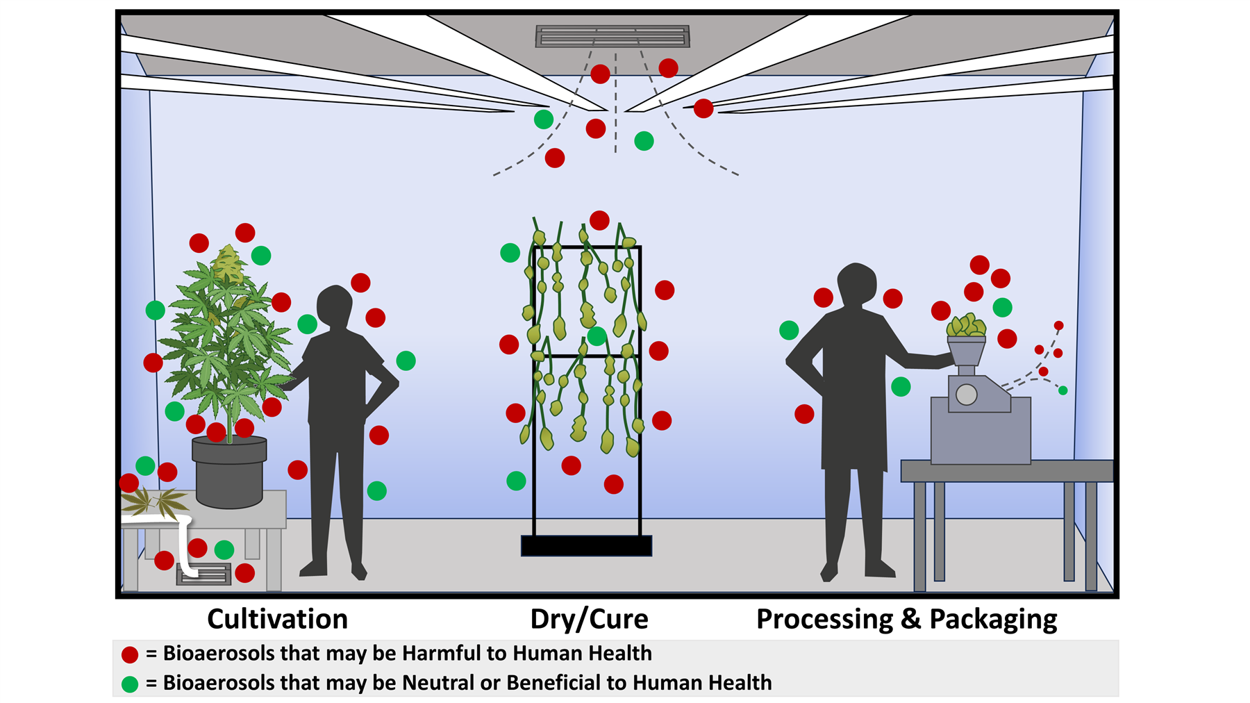 Diagram of potentially harmful and beneficial bioaerosols released during cannabis cultivation, drying/curing, and processing and packaging